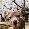 Agathe mdSz AY5Hi8 unsplash